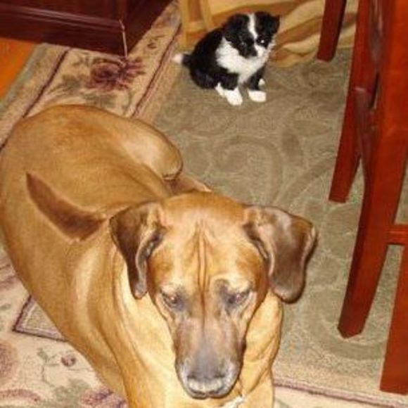 Meet your Posher, Paulie - Picture 1 of 1